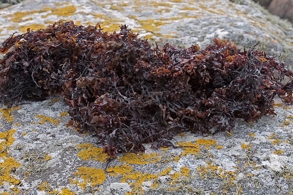 Irish Sea Moss & Bladderwrack Capsules